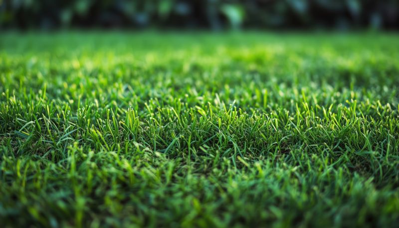 Zoysia Grass Installation in Ventura County, CA